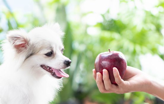 Closeup cute pomeranian dog looking at red apple in hand with happy moment, selective focus