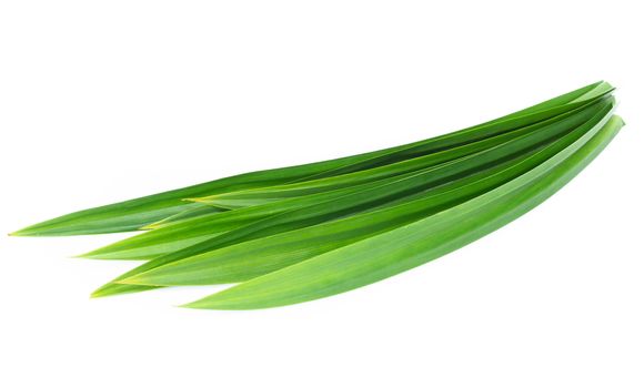 Fresh green pandan leaves isolated on white background