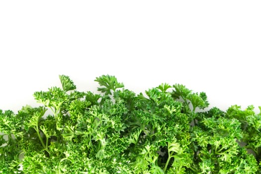 Parsley vegetable isolated on white background