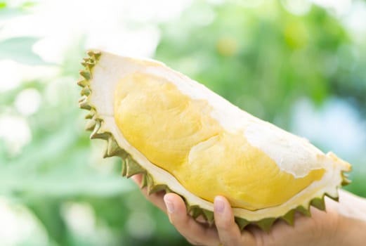 Hand holding ripe durian tropical fruit green nature background