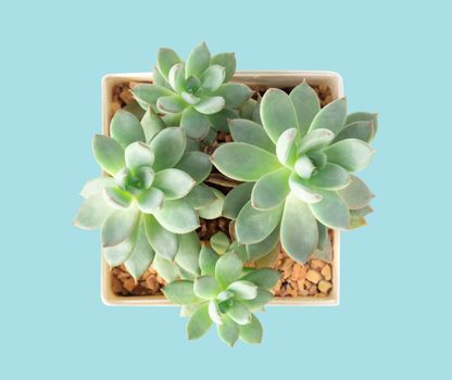 Top view green succulent cactus in pot on ligth blue background, decoration concept