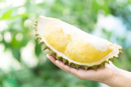 Hand holding ripe durian tropical fruit green nature background