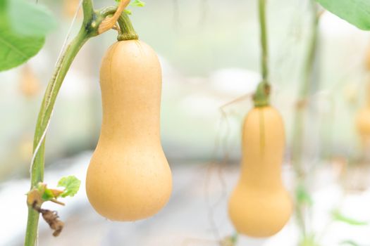 Closeup butternut squash on tree branch in the farm, selective focus