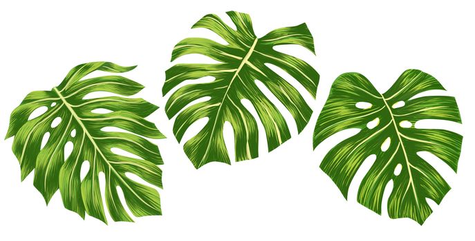 Set of Green monstera tropical leaves isolated on white background, Digital illustation