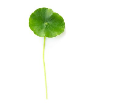 Closeup leaf of Gotu kola, Asiatic pennywort, Indian pennywort on white background, herb and medical concept