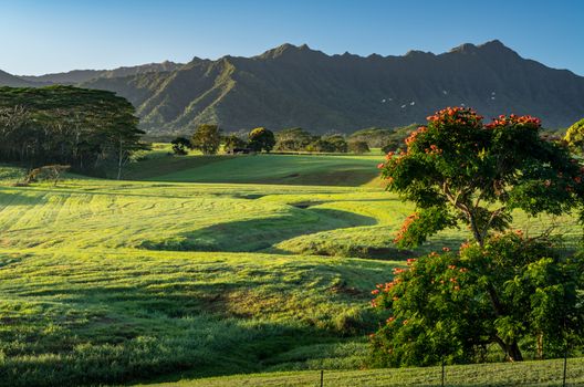 Flowering trees frame view of the Na Pali mountains over fairy tale landscape of Kauai