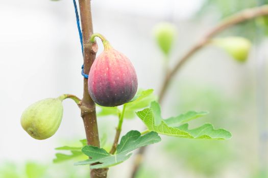 Closeup fig fruit on tree branch, selective focus