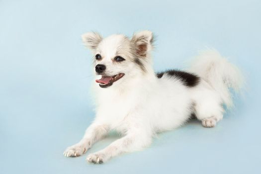 Pomeranian looking something with smile and happy feeling on light blue background