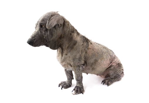 Dog sick leprosy skin problem with pregnant on white background