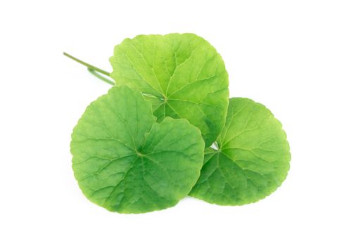 Closeup leaf of Gotu kola, Asiatic pennywort, Indian pennywort on white background, herb and medical concept