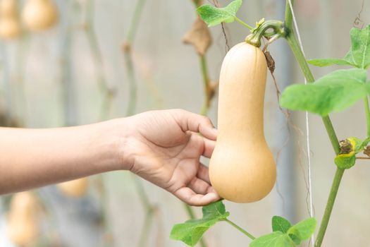 Woman hand holding butternut squash on tree branch in the farm
