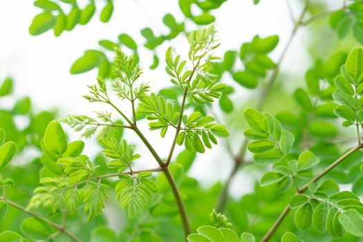 Closeup young moringa leaves branch, herb and medical concept