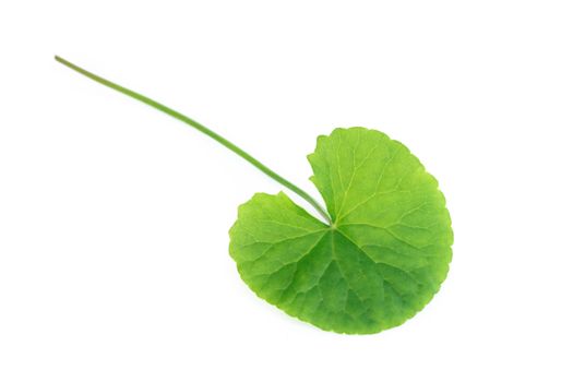 Closeup leaf of Gotu kola, Asiatic pennywort, Indian pennywort on white background, herb and medical concept