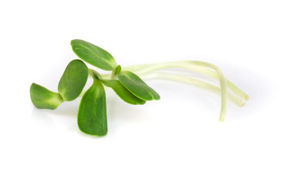 Sunflower sprouts isolated on white backgroud, healthy concept