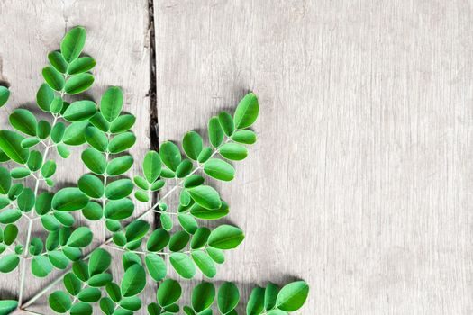 Closeup top view moringa leaves branch, herb and medical concept