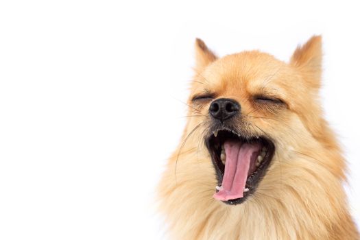 Closeup face of cute puppy pomeranian yawning with white background, dog healthy concept, selective focus