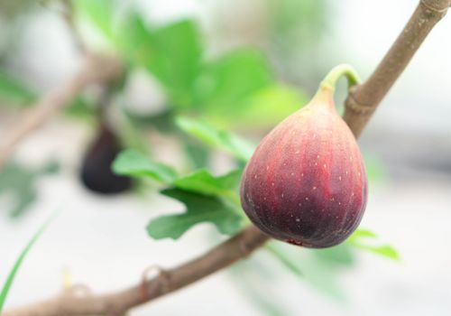 Closeup fig fruit on tree branch, selective focus