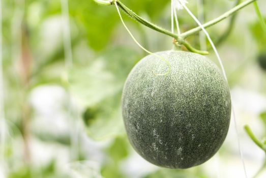 Closeup fresh mellon on tree branch in the farm, selective focus