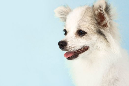 Pomeranian looking something with smile and happy feeling on light blue background