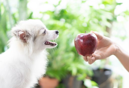 Closeup cute pomeranian dog looking at red apple in hand with happy moment, selective focus