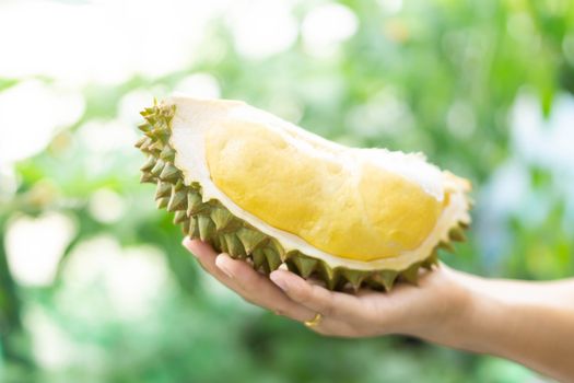 Hand holding ripe durian tropical fruit green nature background