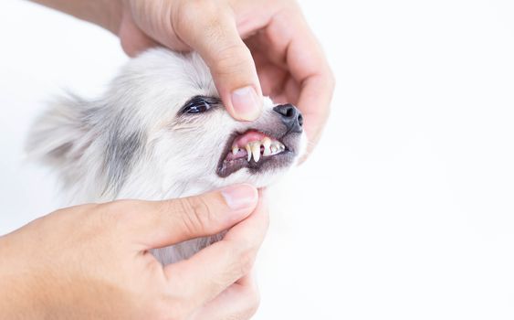 Closeup cleaning dog's teeth with toothbrush for pet health care concept, selective focus