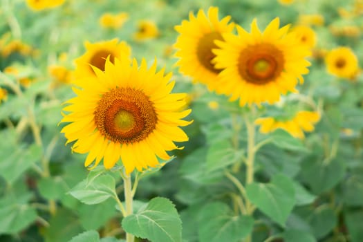 Closeup sunflower on the field, selective focus