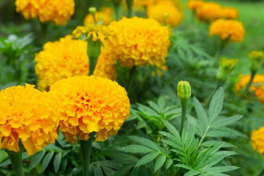 Closeup yellow marigold flowers in garden, selective focus