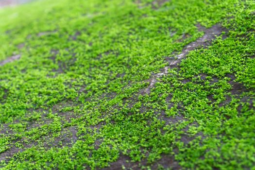 Closeup green moss on stone floor, selective focus