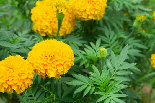 Closeup yellow marigold flowers in garden, selective focus