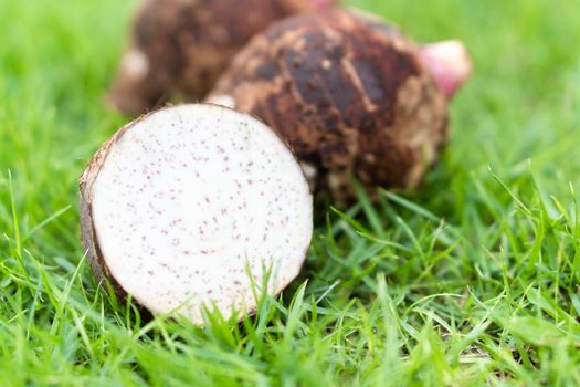 Close up taro root with sliced on green grass