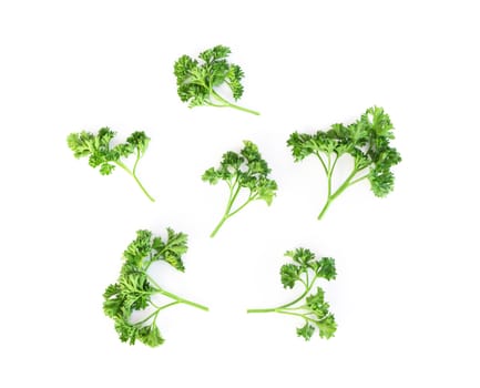 Parsley vegetable isolated on white background