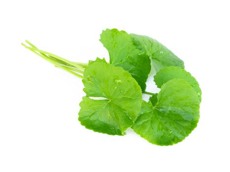 Closeup leaf of Gotu kola, Asiatic pennywort, Indian pennywort on white background, herb and medical concept