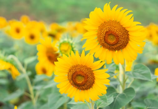 Closeup sunflower on the field, selective focus