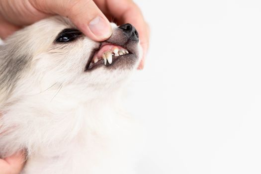 Closeup cleaning dog's teeth with toothbrush for pet health care concept, selective focus