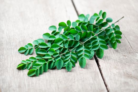 Closeup top view moringa leaves branch, herb and medical concept