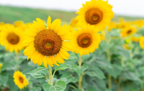 Closeup sunflower on the field, selective focus