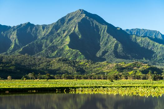 Close up on Taro plans in Hanalei valley with Na Pali mountains behind in Kauai