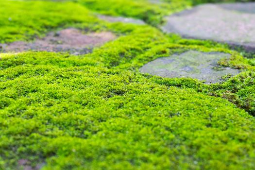 Closeup green moss on stone floor, selective focus