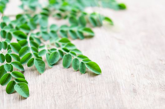 Closeup top view moringa leaves branch, herb and medical concept