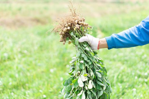 Closeup gardener holding fresh raw peanut with happy face in the green field, selective focus