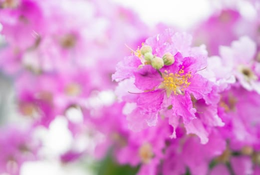 Closeup beautiful pink Inthanin flower in the field with sunlight at morning, selective focus