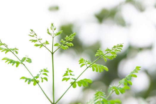 Closeup top view moringa leaves branch, herb and medical concept