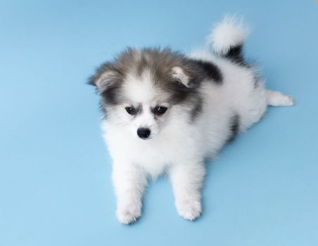 Cute baby pomeranian dog on light blue background for pet health care concept, selective focus