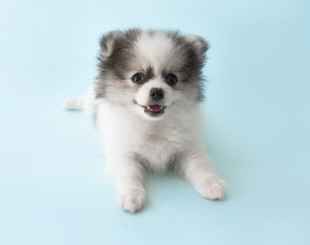 Cute baby pomeranian dog on light blue background for pet health care concept, selective focus