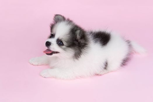 Cute baby pomeranian dog on pink background for pet health care concept, selective focus