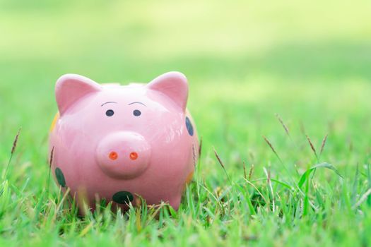 Piggy bank on green grass with sun light in the morning, select focus