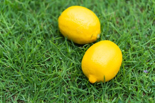 Closeup fresh lemon fruit on green grass background, selective focus