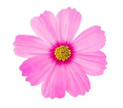 Pink Cosmos flower isolated on white background