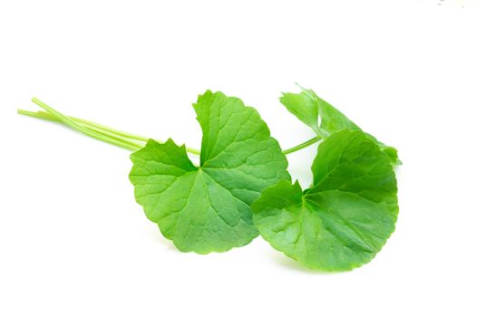 Closeup leaf of Gotu kola, Asiatic pennywort, Indian pennywort on white background, herb and medical concept